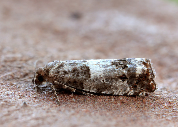 49.298 BF1176 Notocelia trimaculana