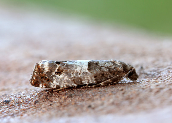 49.298 BF1176 Notocelia trimaculana