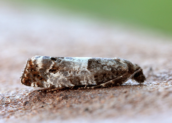 49.298 BF1176 Notocelia trimaculana