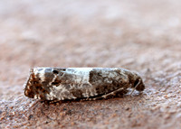49.298 BF1176 Notocelia trimaculana