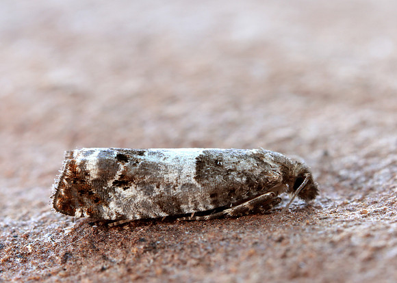 49.298 BF1176 Notocelia trimaculana