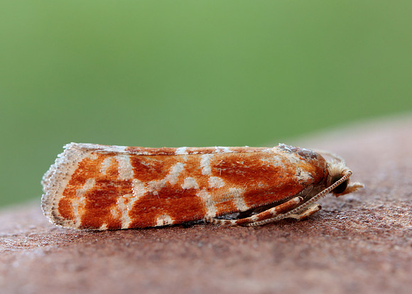 49.306 BF1211 Rhyacionia pinicolana