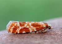 49.306 BF1211 Rhyacionia pinicolana