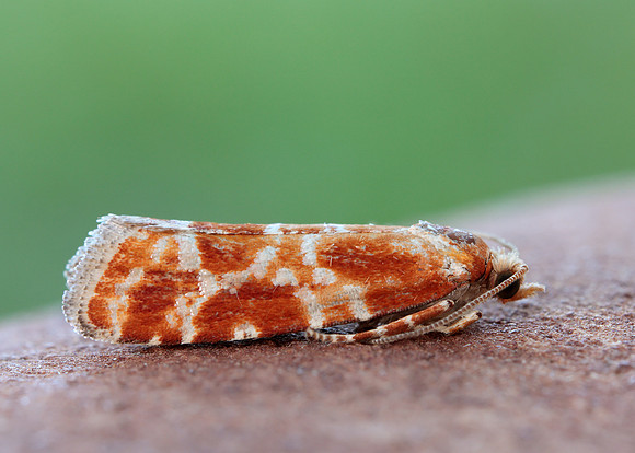 49.306 BF1211 Rhyacionia pinicolana