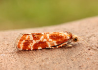 49.306 BF1211 Rhyacionia pinicolana