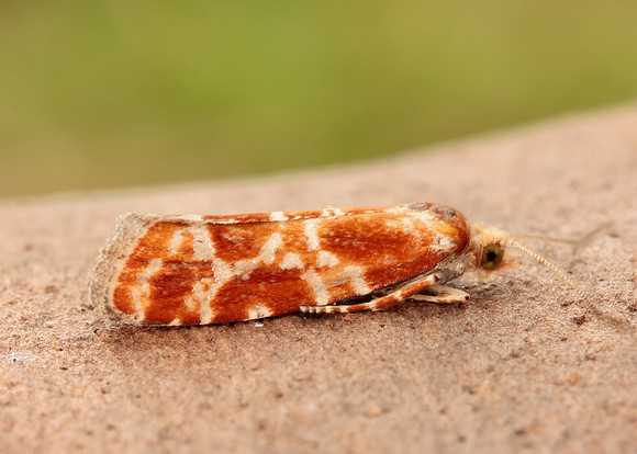 49.306 BF1211 Rhyacionia pinicolana