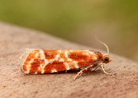 49.306 BF1211 Rhyacionia pinicolana