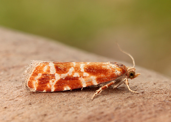 49.306 BF1211 Rhyacionia pinicolana