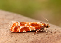 49.306 BF1211 Rhyacionia pinicolana