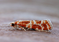 49.306 BF1211 Rhyacionia pinicolana
