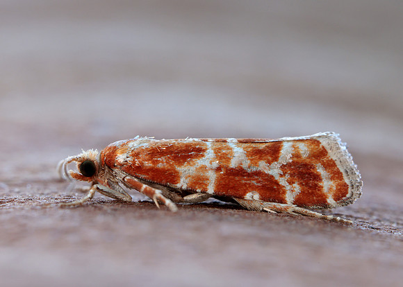 49.306 BF1211 Rhyacionia pinicolana