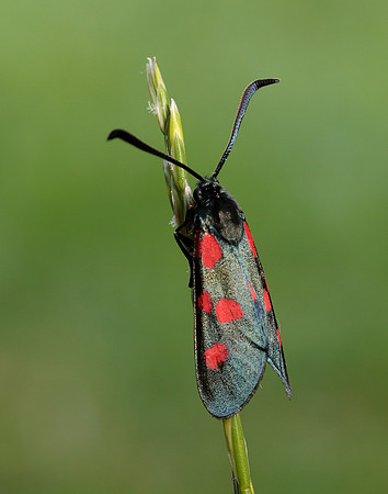 54.009 BF171 Narrow-bordered Five-spot Burnet Zygaena lonicerae