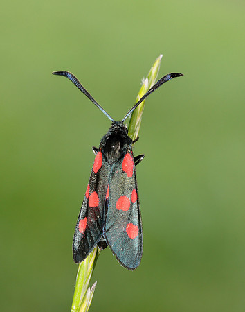 54.009 BF171 Narrow-bordered Five-spot Burnet Zygaena lonicerae