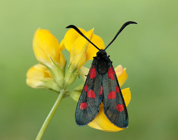 54.009 BF171 Narrow-bordered Five-spot Burnet Zygaena lonicerae