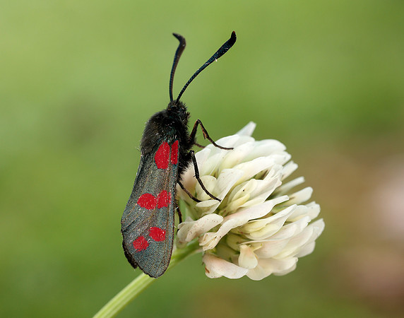 54.009 BF171 Narrow-bordered Five-spot Burnet Zygaena lonicerae
