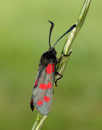 54.009 BF171 Narrow-bordered Five-spot Burnet Zygaena lonicerae