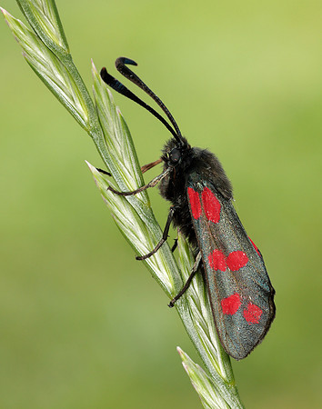 54.009 BF171 Narrow-bordered Five-spot Burnet Zygaena lonicerae