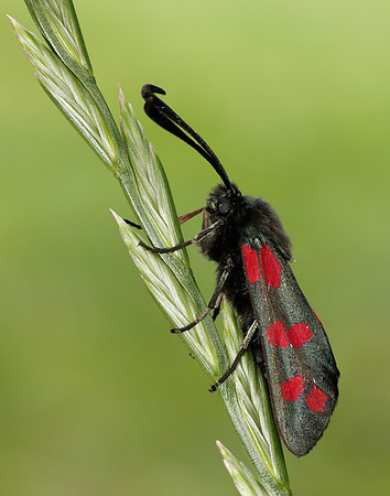54.009 BF171 Narrow-bordered Five-spot Burnet Zygaena lonicerae