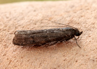 62.012 BF1451 Pyla fusca