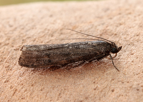 62.012 BF1451 Pyla fusca