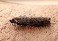 62.012 BF1451 Pyla fusca