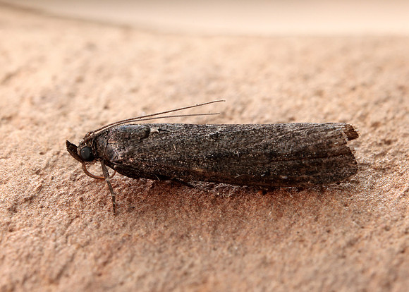 62.012 BF1451 Pyla fusca