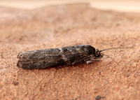 62.012 BF1451 Pyla fusca