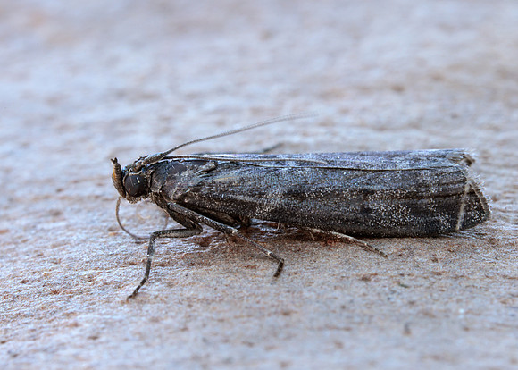62.012 BF1451 Pyla fusca