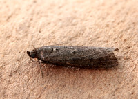 62.012 BF1451 Pyla fusca