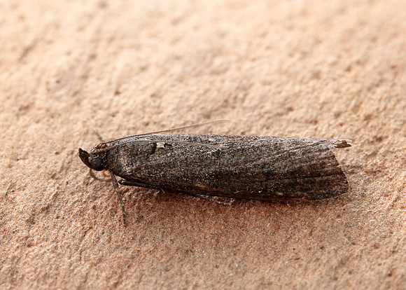 62.012 BF1451 Pyla fusca