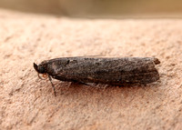 62.012 BF1451 Pyla fusca