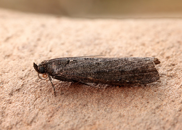 62.012 BF1451 Pyla fusca