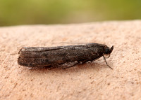 62.012 BF1451 Pyla fusca