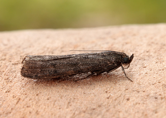 62.012 BF1451 Pyla fusca