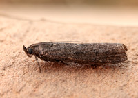 62.012 BF1451 Pyla fusca
