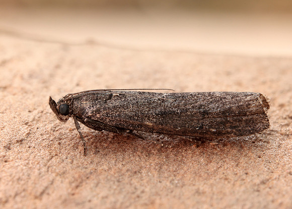 62.012 BF1451 Pyla fusca