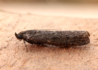 62.012 BF1451 Pyla fusca