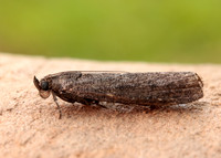 62.012 BF1451 Pyla fusca