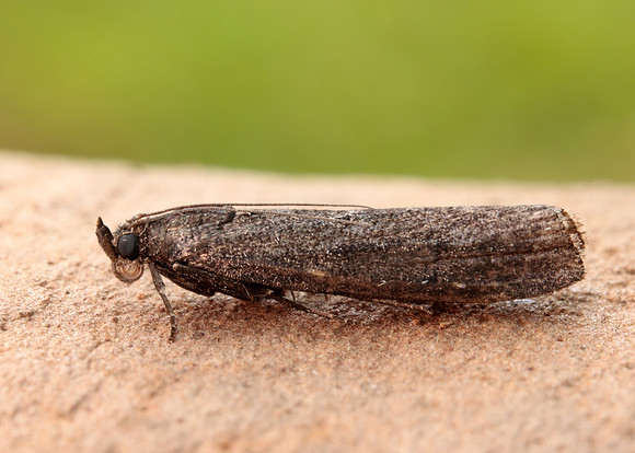 62.012 BF1451 Pyla fusca