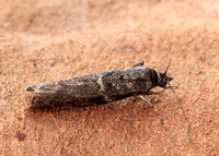 62.012 BF1451 Pyla fusca