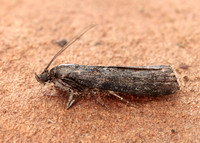 62.012 BF1451 Pyla fusca