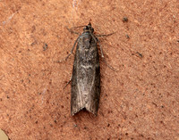 62.012 BF1451 Pyla fusca