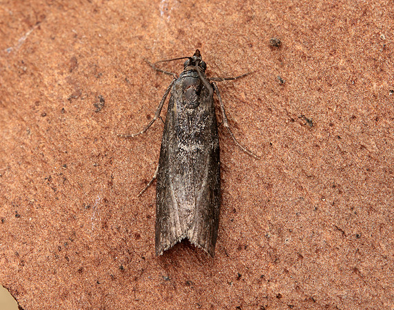62.012 BF1451 Pyla fusca