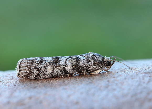 62.028 BF1454 Dioryctria abietella