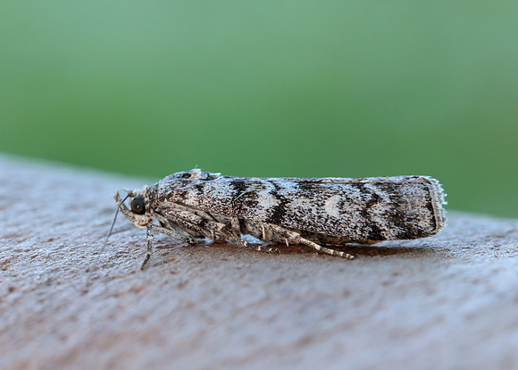 62.028 BF1454 Dioryctria abietella