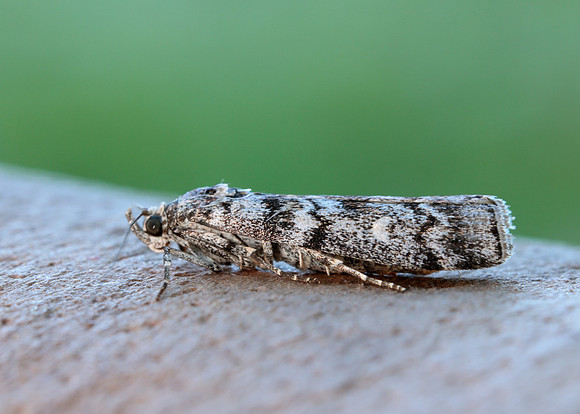 62.028 BF1454 Dioryctria abietella