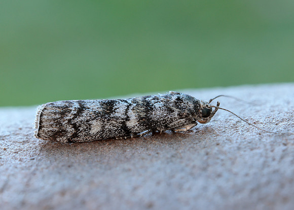 62.028 BF1454 Dioryctria abietella
