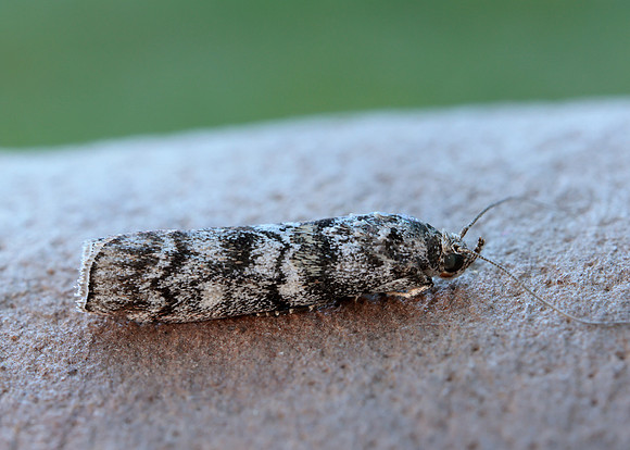 62.028 BF1454 Dioryctria abietella