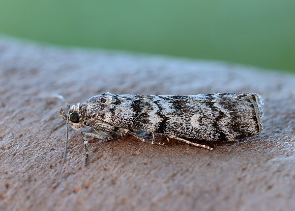 62.028 BF1454 Dioryctria abietella