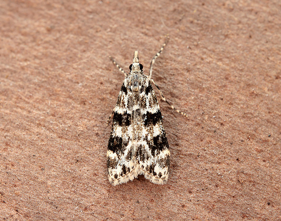 63.072 BF1343 Eudonia delunella